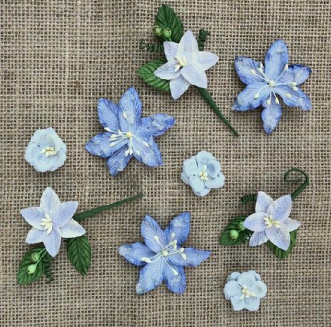 49 en Marktsterrenkijkers Maagdenpalm